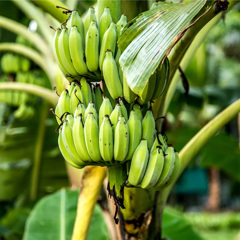 Wholesale Prices Farming Products Export Premium Natural Fresh Fruit Cavendish Ecuador Banana For Sale