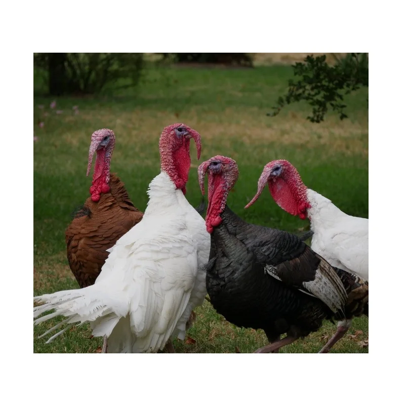 Cheap Price Top Quality Frozen and Live Turkey Halal Meat Online Supplier