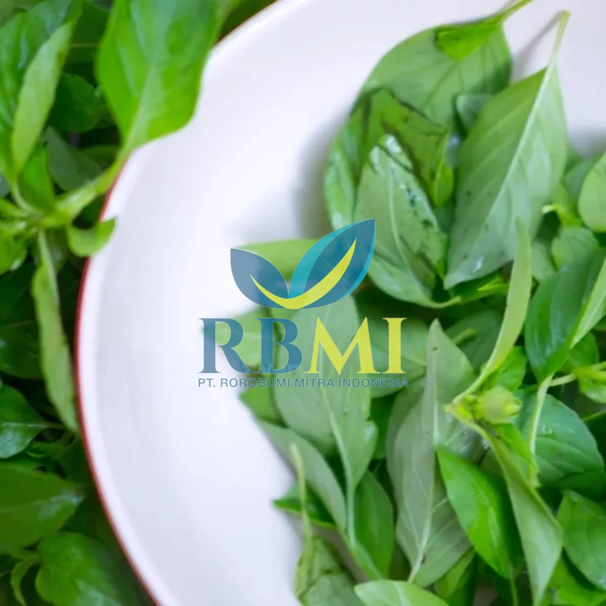 Best Selling Good Quality Basil Leaves Basil Leaf from Indonesia