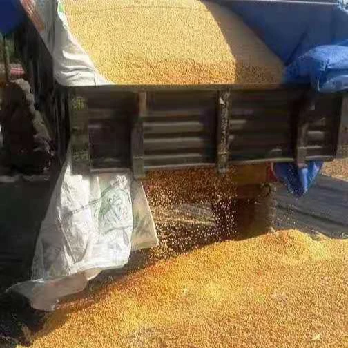 Top Quality Export GMO Yellow Corn White Corn Air Dried Agriculture Kernel Corn Moisture Organic Exporter Agrilculture