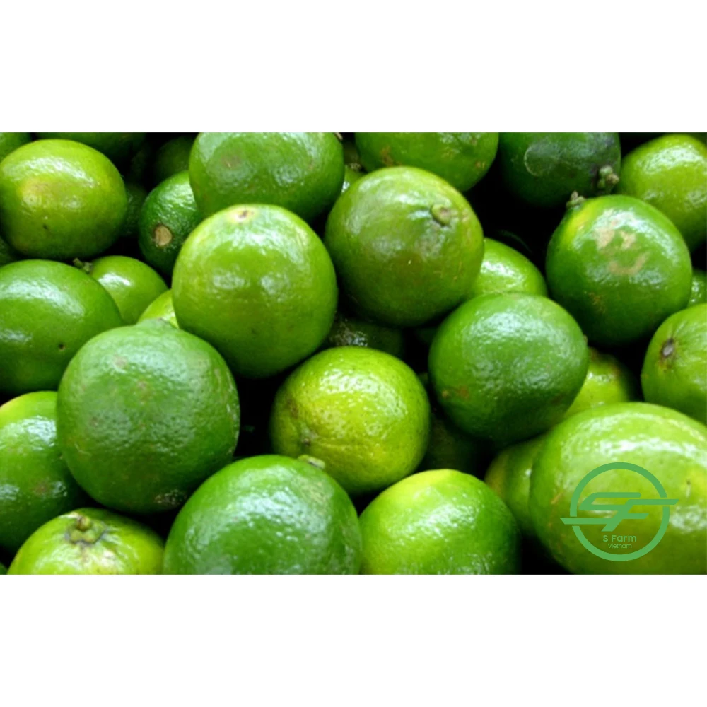 High quality citrus fruits Green Count Sweet Lemon Vietnam Lemons Natural Fresh Lemon For Export In Bulk