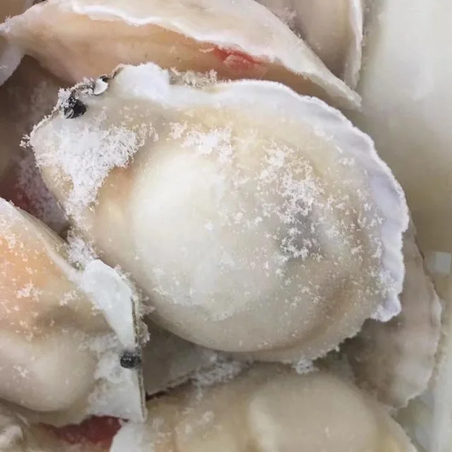 Wholesale Delicious Seafood Frozen Sea Scallop With Half Shell
