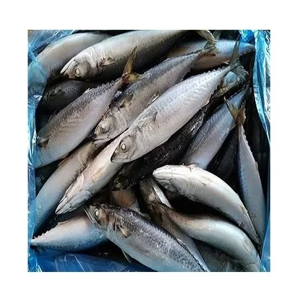 best service seafood fish 300-500g pacific fresh ship frozen mackerel horse fish in stock