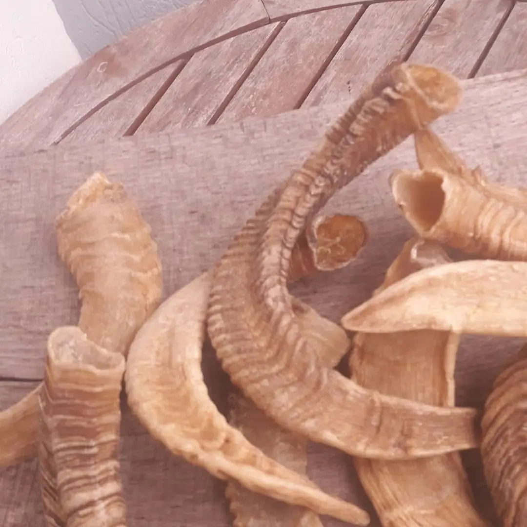 Best Quality Polished Natural Ram Horn For Customized Size Cheap Price With Handmade Use For Unpolished By Nhe Overseas