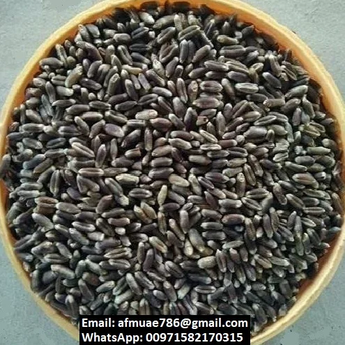 Зерно черной пшеницы, черная пшеница, семена черной пшеницы, зерна пшеницы без глютена,