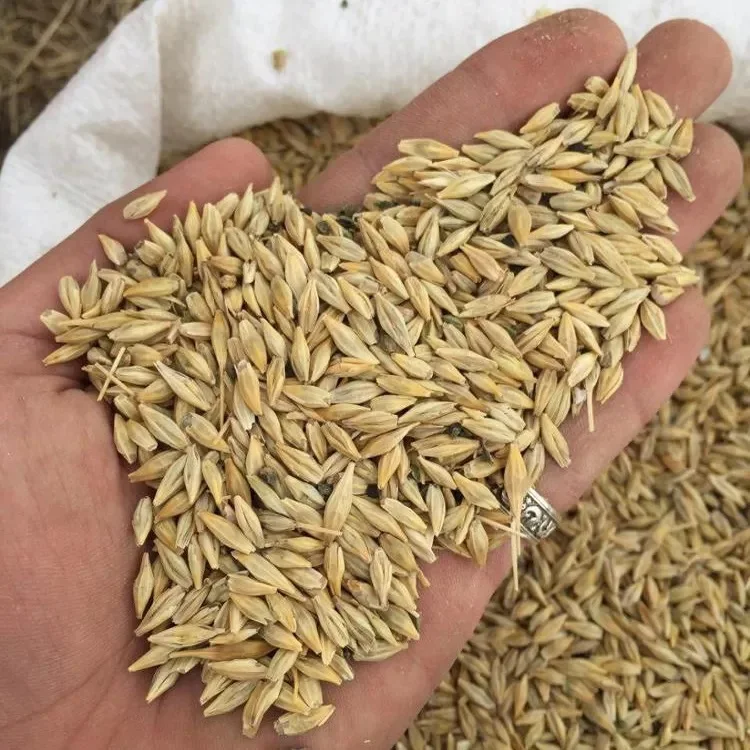 Best Barley For Animal Feed and Human