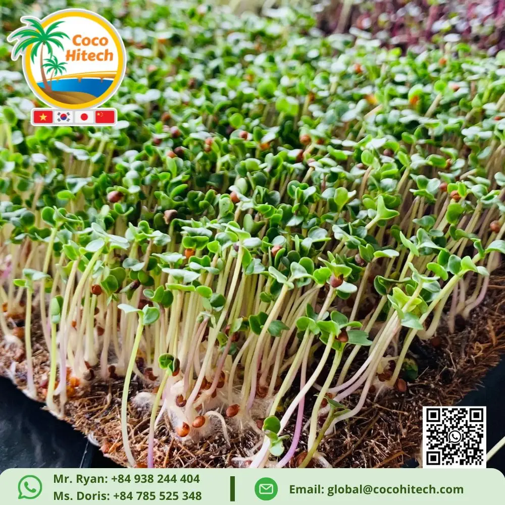 COCONUT COIR PAD SUPER THIN FOR GROWING PLANT CHEMICAL FREE