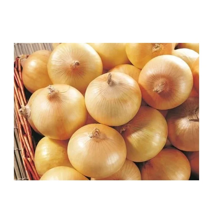 High on Demand Fresh Organic Onion for Food Ingredients Available at Wholesale Price