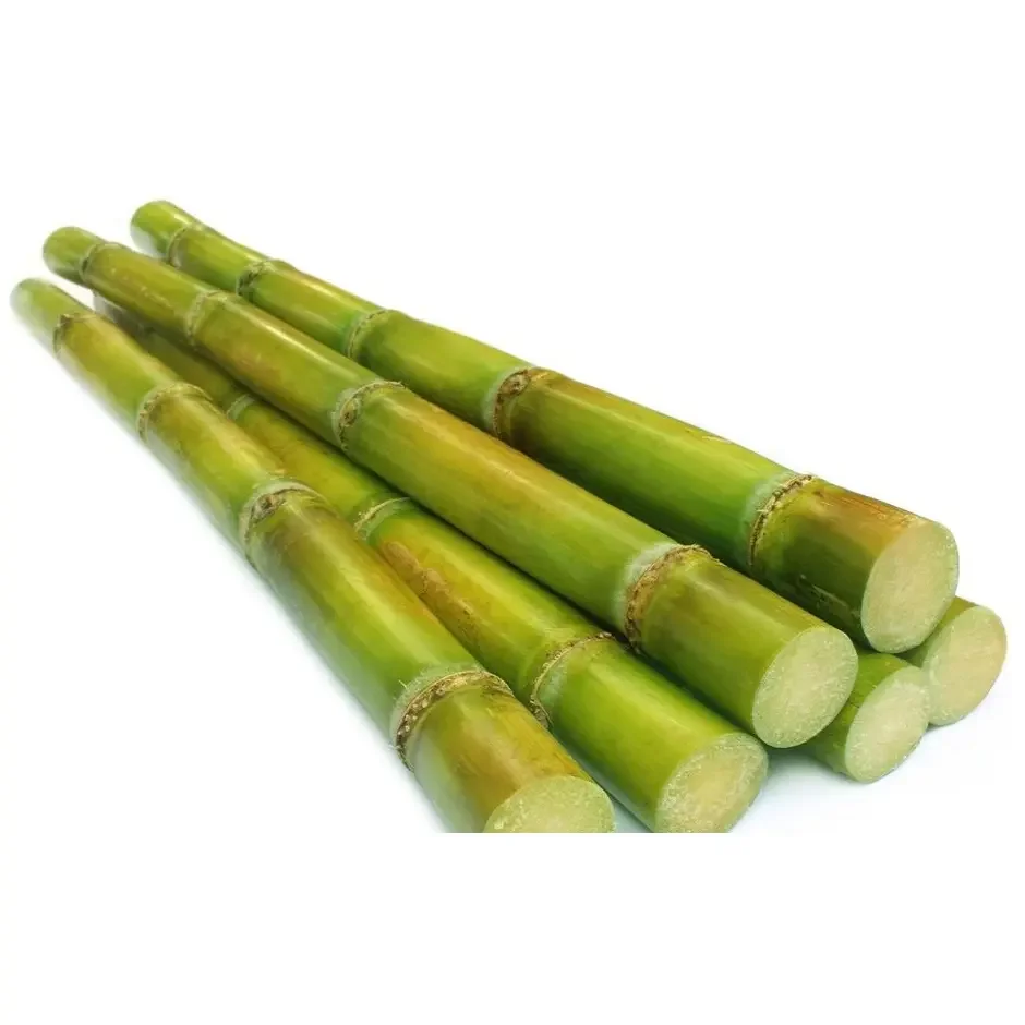 Hight Quality Competitive Prices Sugar Cane for Wholesale