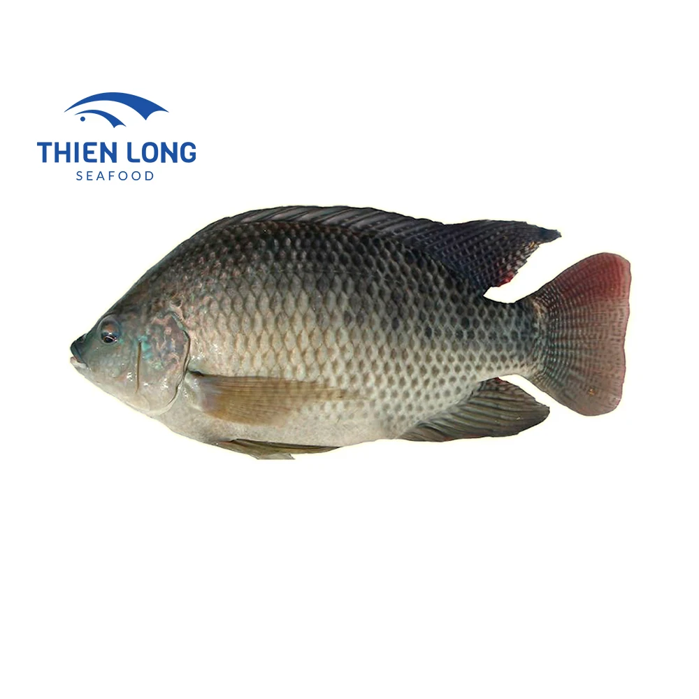Wholesale Low price Hot Sale Whole Round Live Black Fresh Tilapia Fish From Vietnam