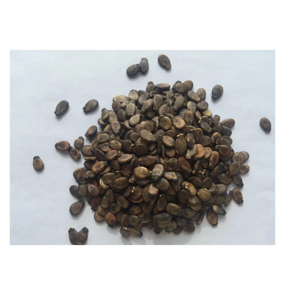 Cheap Black Watermelon Seeds Organic watermelon seeds / Black watermelon seeds / brown melon seeds