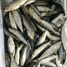 Frozen Anchovy Fish  Wholesale  cheap price