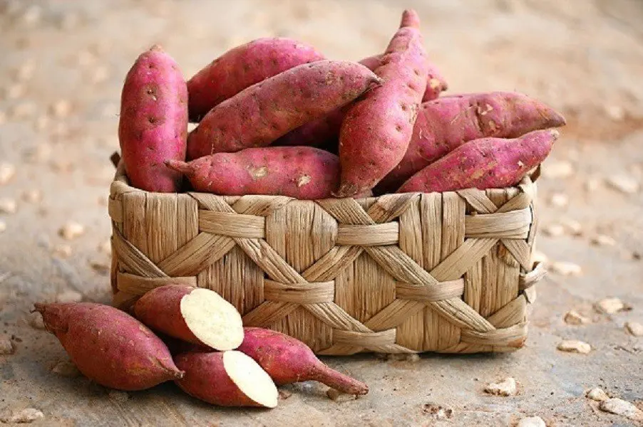 hot deal sweet potato with low price and high quality cheap price fresh sweet potato