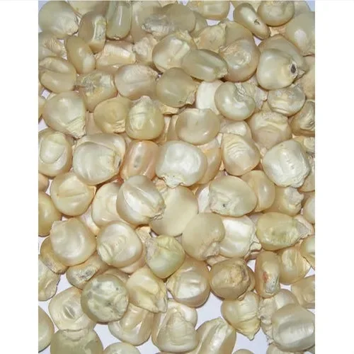 white maize non gmo white maize corn