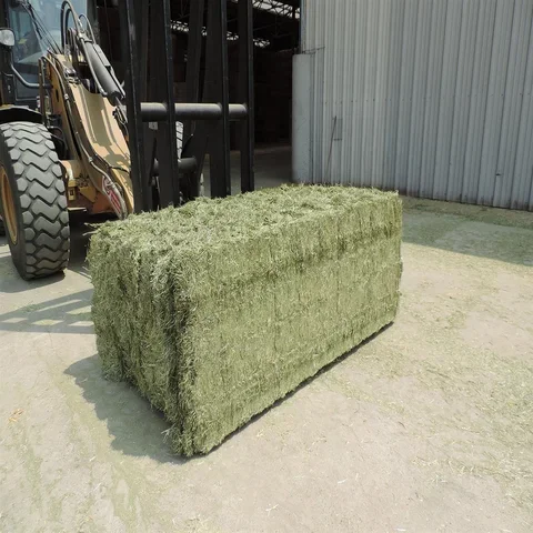 Alfalfa Hay at very cheap price / Quality Rhodes Grass Hay Alfalfa