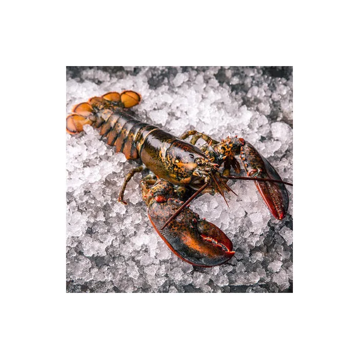 Frozen Style Lobster Tails Whole Rock Lobster in Box Packaging Fresh and Alive for Food Use for Sale