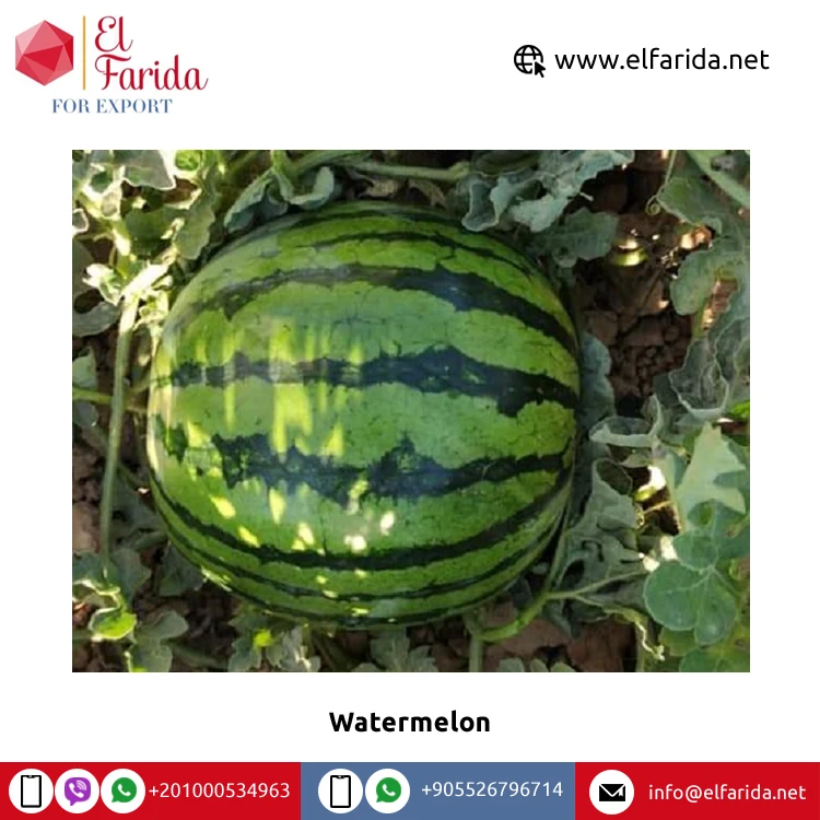 100% натуральный вкусный вкус, лучшее качество, оптовая продажа, Египетский свежий фруктовый арбуз без семян по надежной рыночной цене из египта