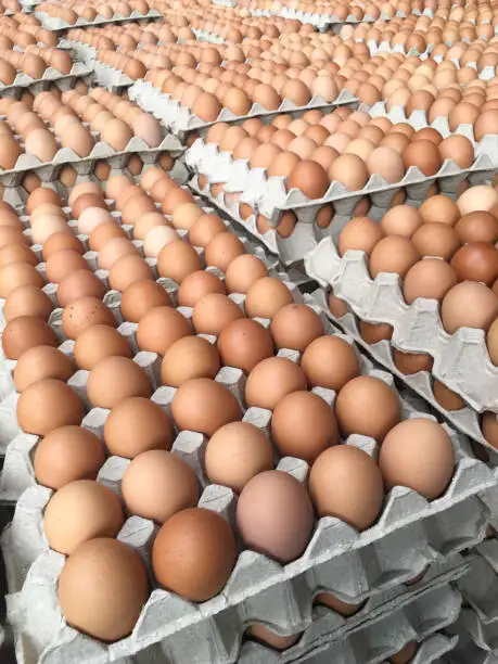 Organic Brown / White Fresh Chicken Table Eggs