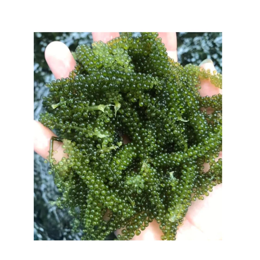Sea Grape Caulerpa Lentillifera: A Superfood from the Sea That Can Transform Your Health