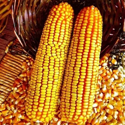 Hot Sale Dried Broken Maize Grits From Trusted Supplier ken Yellow Maize/Corn, Non-GMO, Fit for Animal Feed