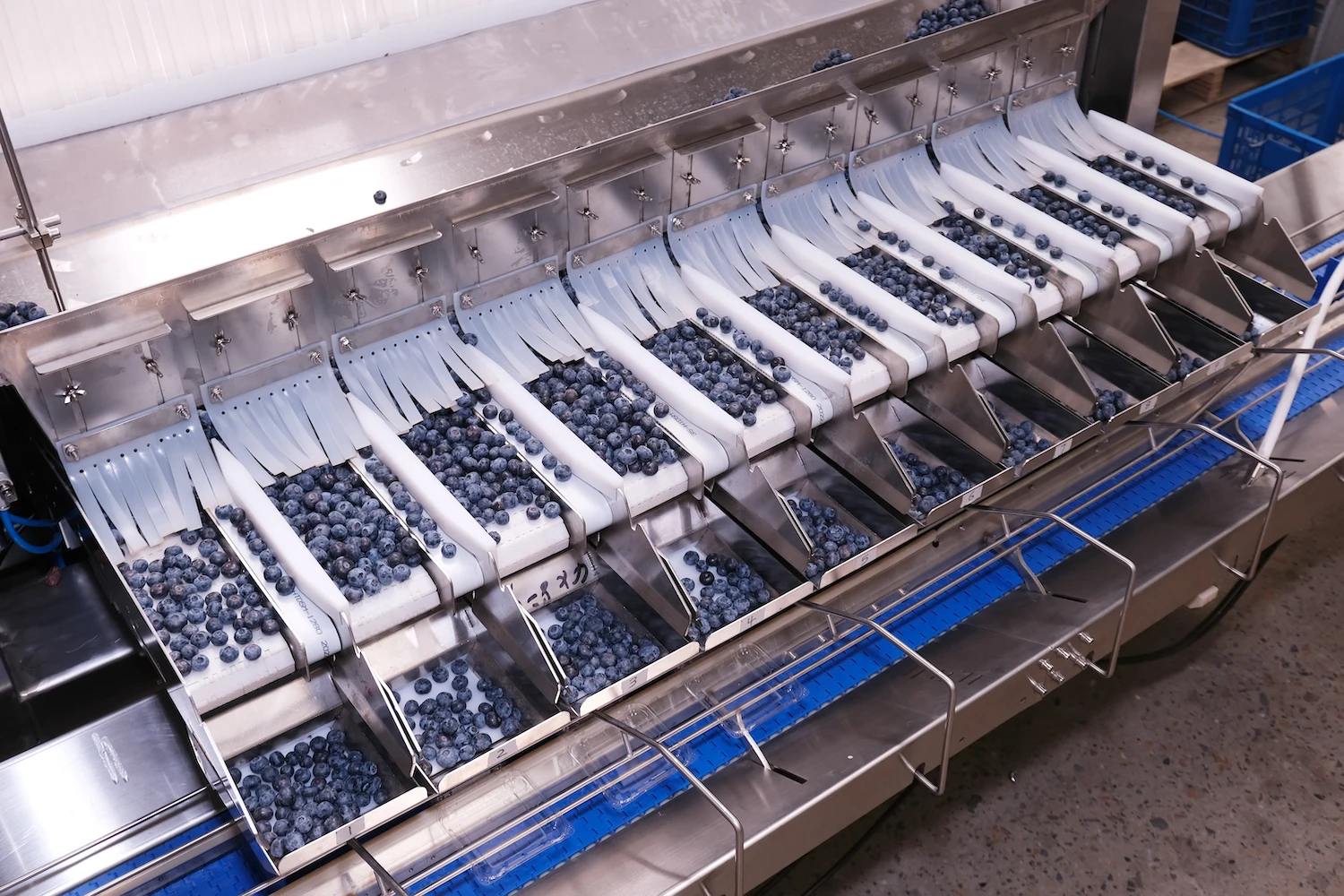 Smart Automatic Blueberry Raspberry Cherry Tomato Berry Packaging Scale Packing Machine smart scale