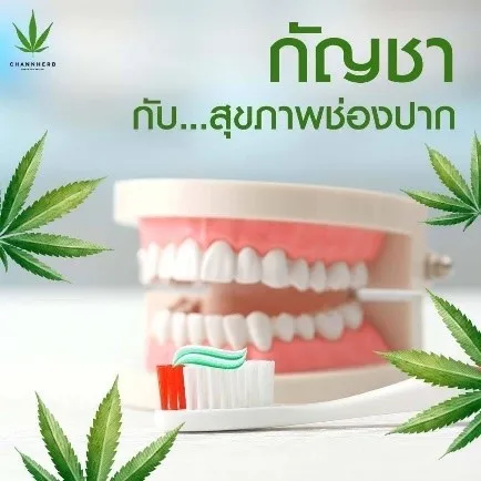 Травяная зубная паста Channherb, натуральная зубная паста 100 г, высококачественный продукт для ухода за зубами из Таиланда