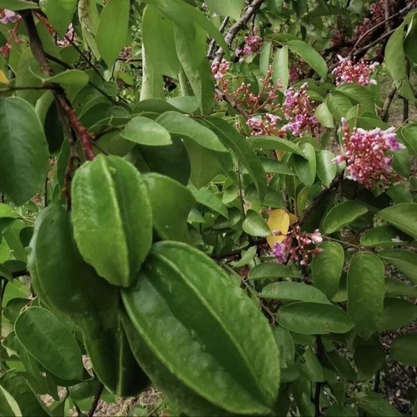 Оптовая продажа малайзийских звездных фруктов свежие фрукты HACCP Халяль сезонные желтые сочные салаты украшение Польза для