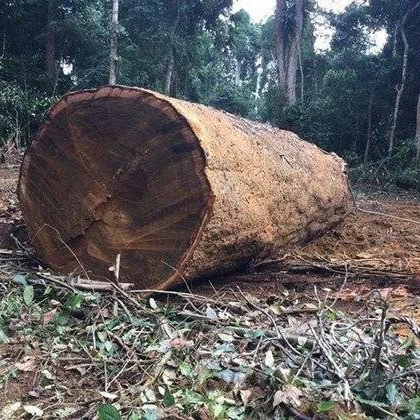 Промышленные бревна Iroko/Padouk, 80 + см