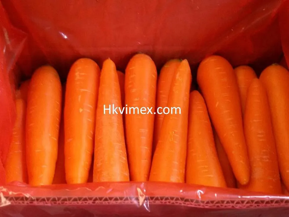 Preferential price of Vietnam new crop of fresh organic vegetables orange carrot fresh carrot