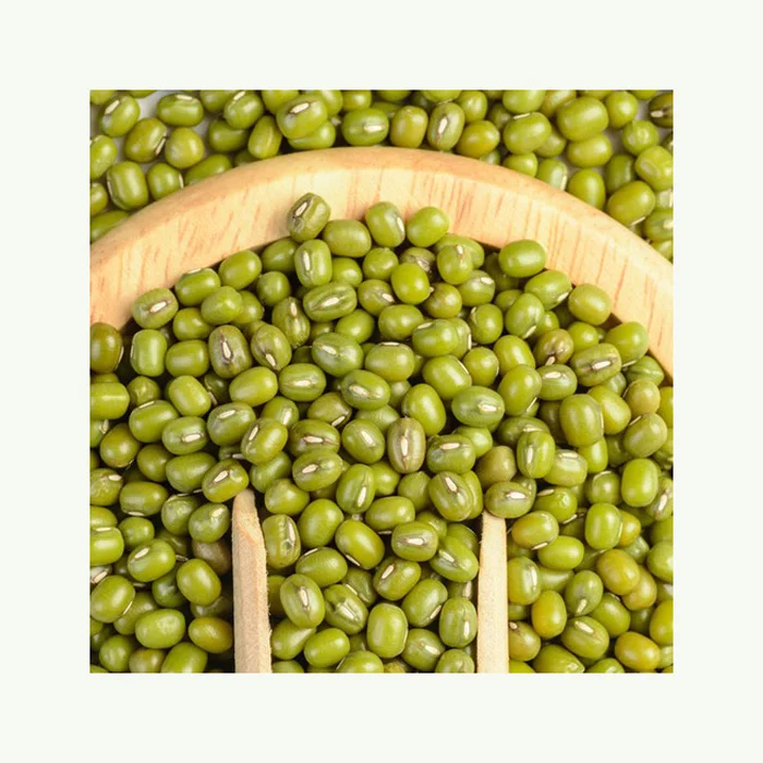 Best choice and best discounts Green Bean Machine Cleaned Premium Grade Green Mung Beans Exporter