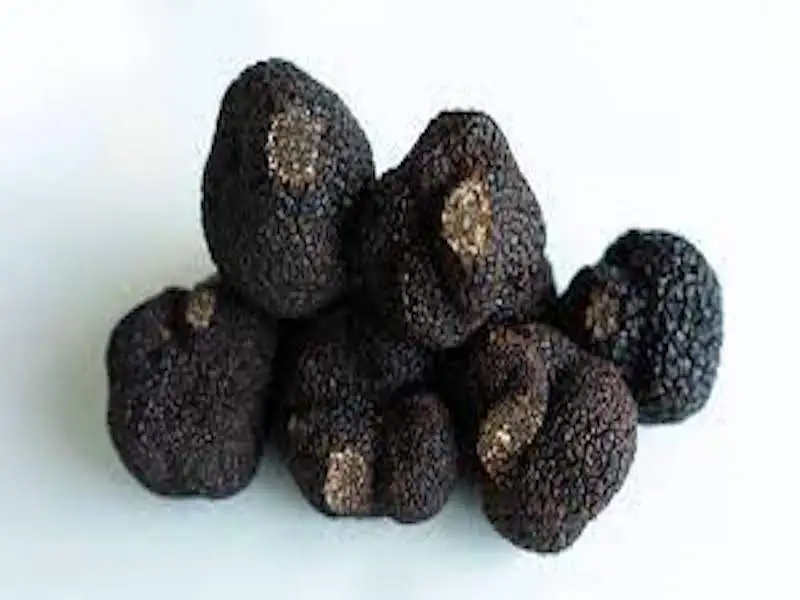 Truffles Mushroom 9.jpeg