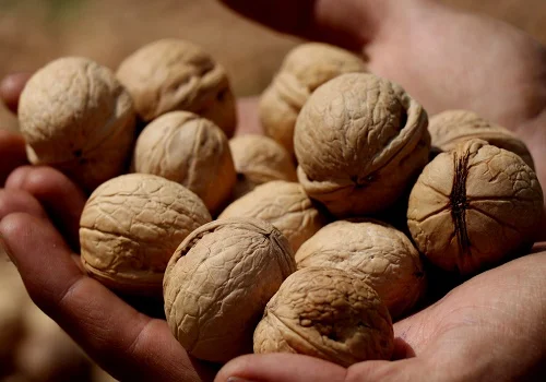 Заводская цена грецкий орех в скорлупе
