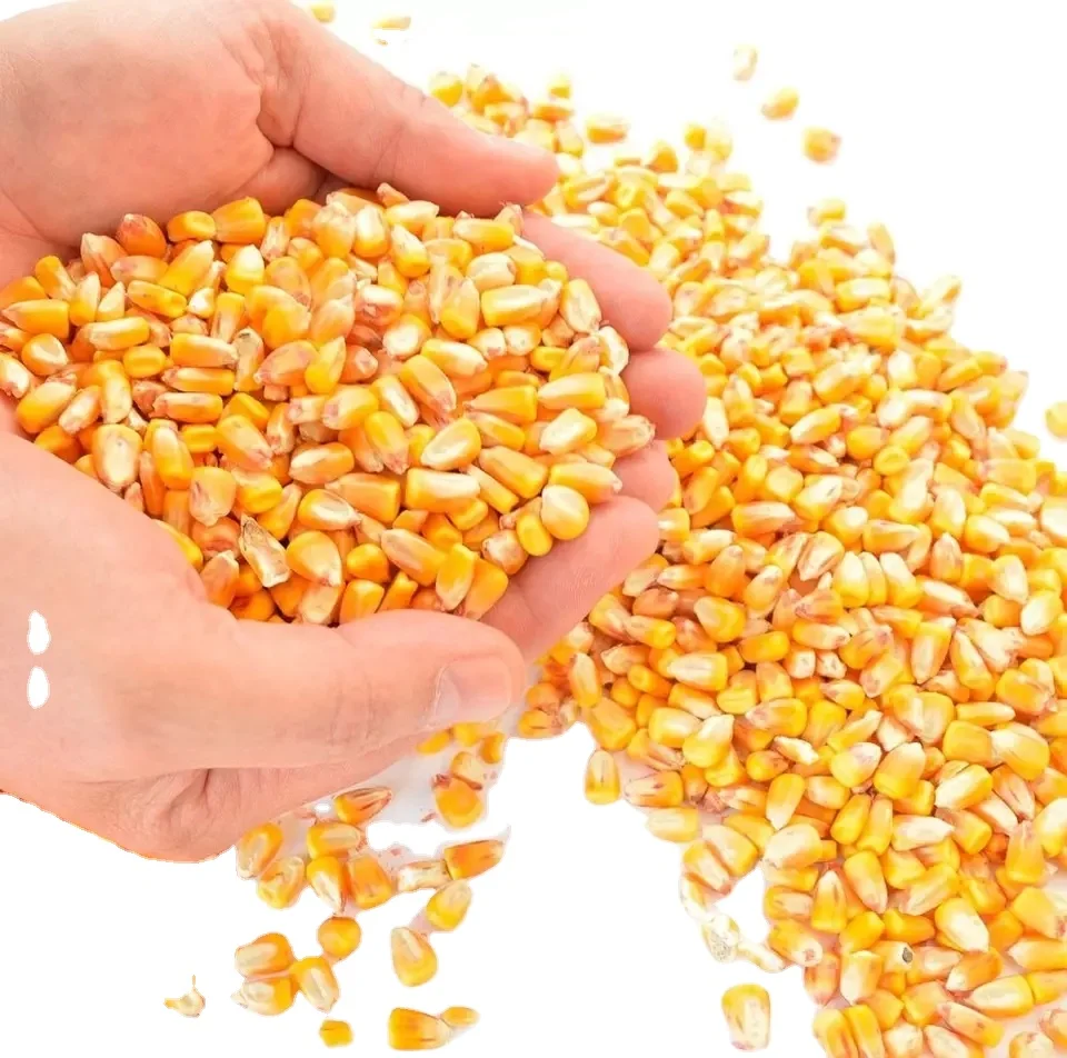 Yellow Corn/Maize for Animal Feed / YELLOW CORN FOR Cattle Feed wholesale supplier and exporter at Wholesale