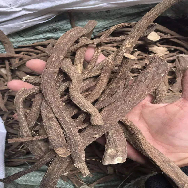 Herbs used as an anti-inflammatory  anti-microbial agent radix inulae elecampane Inula helenium L. Inula racemosa