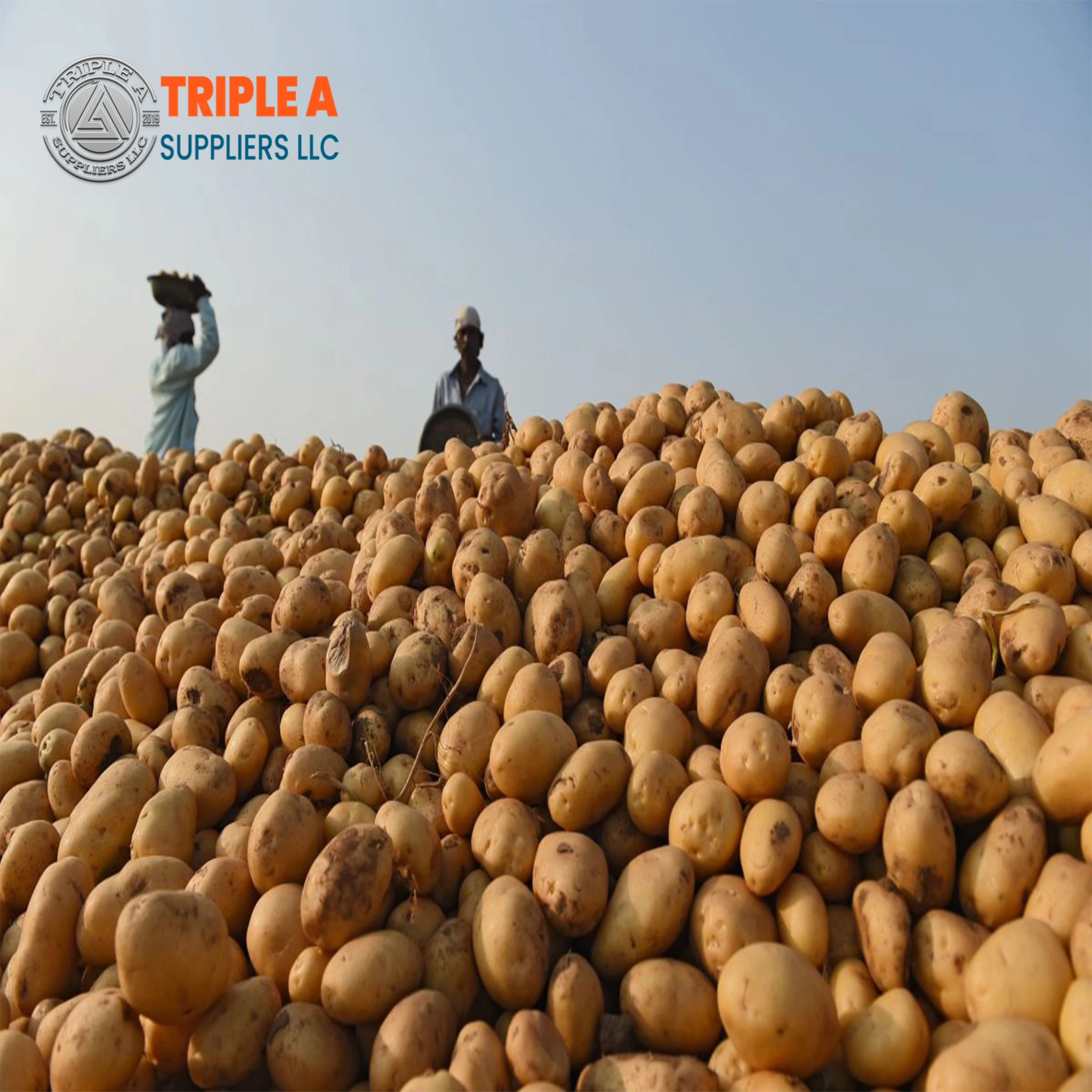 New crop mesh bag pack Yellow flesh potato wholesale fresh potato ,and Supplier beautiful to eat, delicious, 100% halal