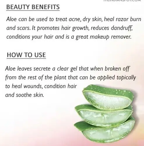 Top Quality Aloe Vera Dried Leaves Used for Skin Nourishment and Hair Scalp Treatment Manufacturers from India with Best Price