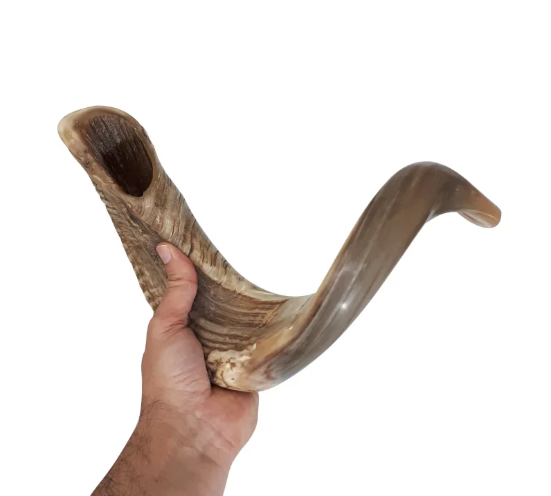 X large Ram Horn Shofar Trumpet from India Natural 16-20 Inch / Deep Sound