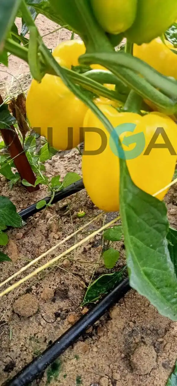 Свежий Египетский Перцовый пинцет, свежий пинцет, Египетский высококачественный свежий сладкий перец, дешевая цена, 100% натуральный