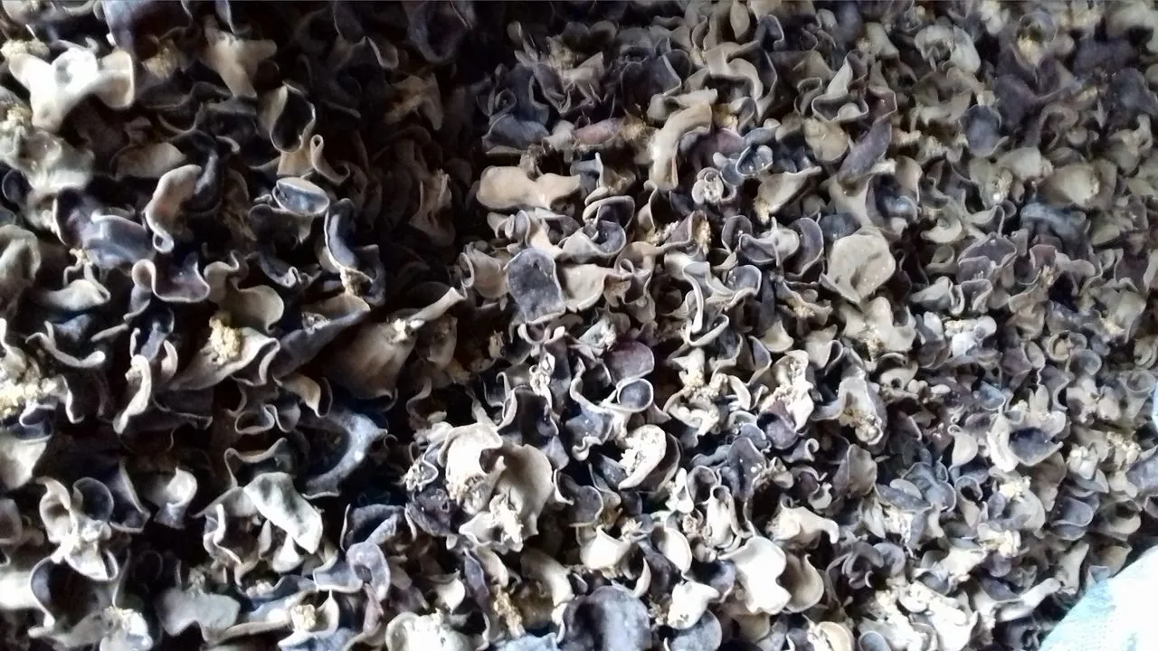 Черный гриб хорошо для здоровья