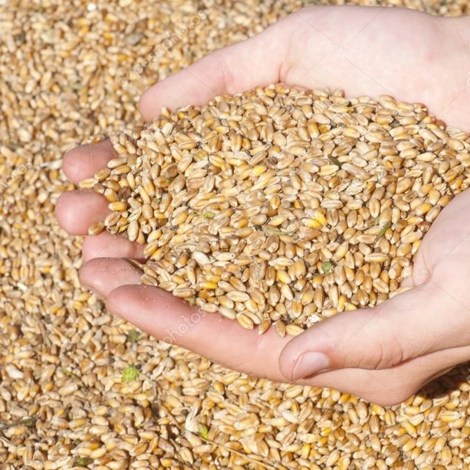 High quality wheat grain in bulk wheat grain