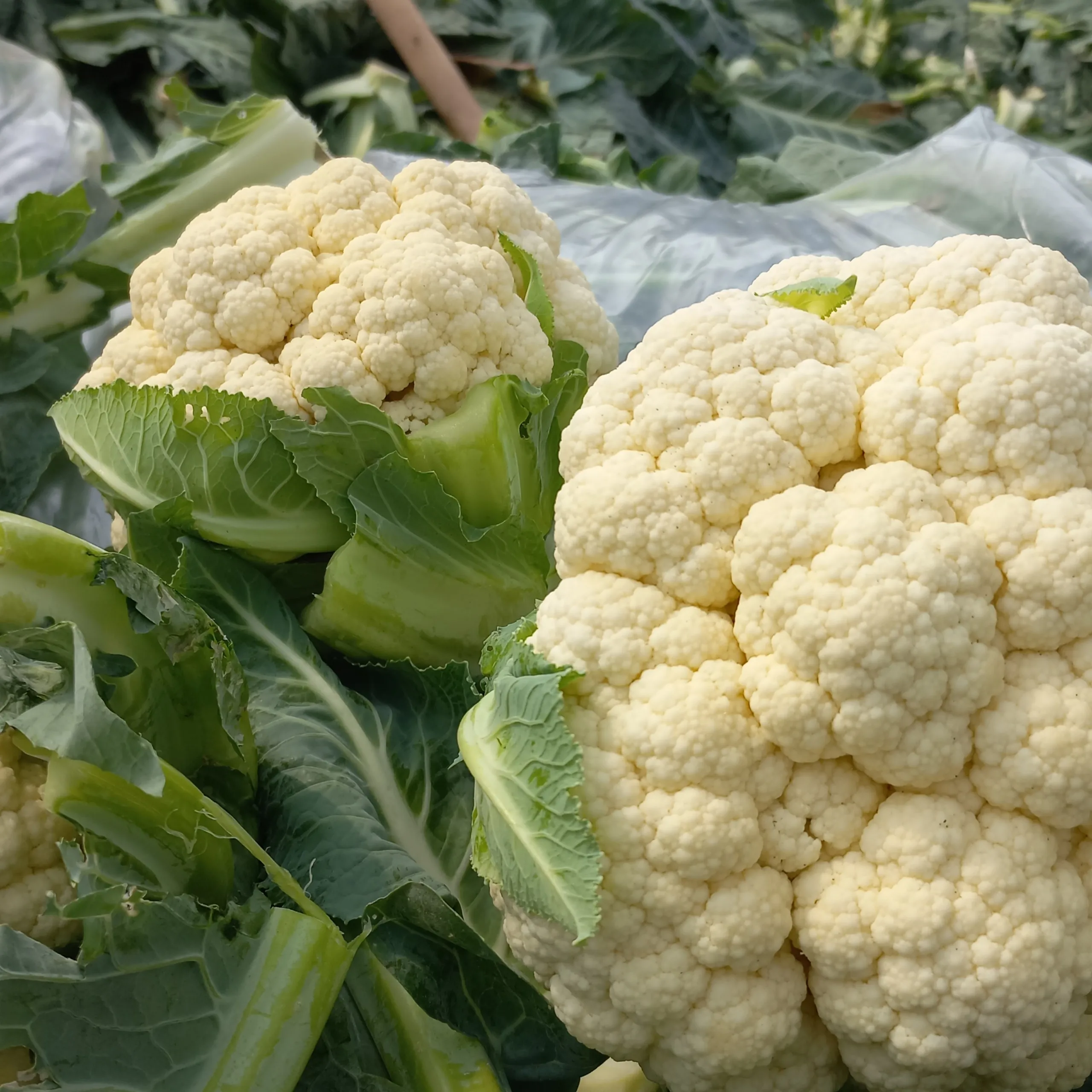 Fresh Cauliflower Export Quality Green Farmed Vietnamese White Color Sweet Style GAP 500 to 800 gram
