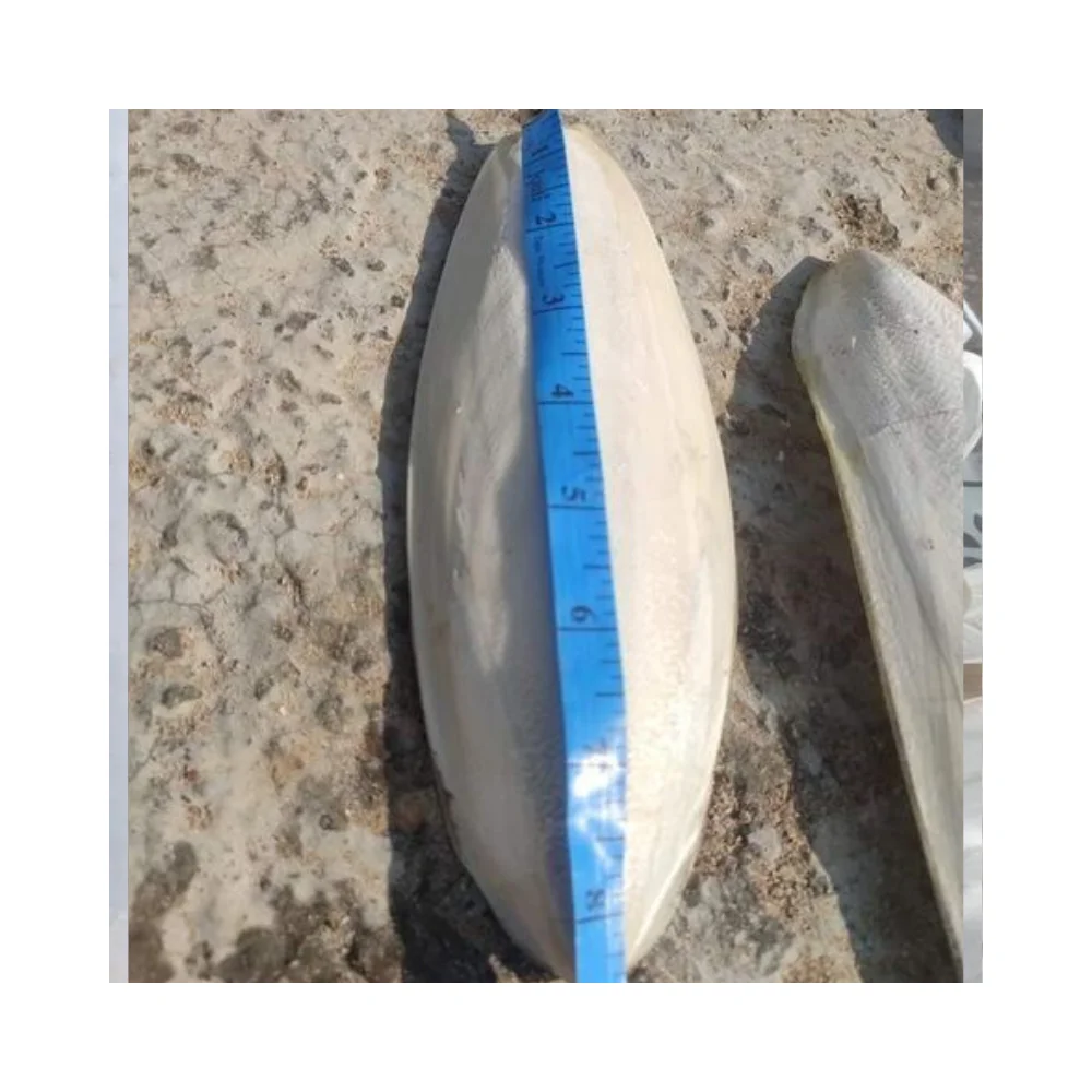 SUN DRY TRIMMED CUTTLEFISH BONE Natural 100% Sun Dried Squid Bone Calcium Cuttle Supply Fast Delivery in Vietnam