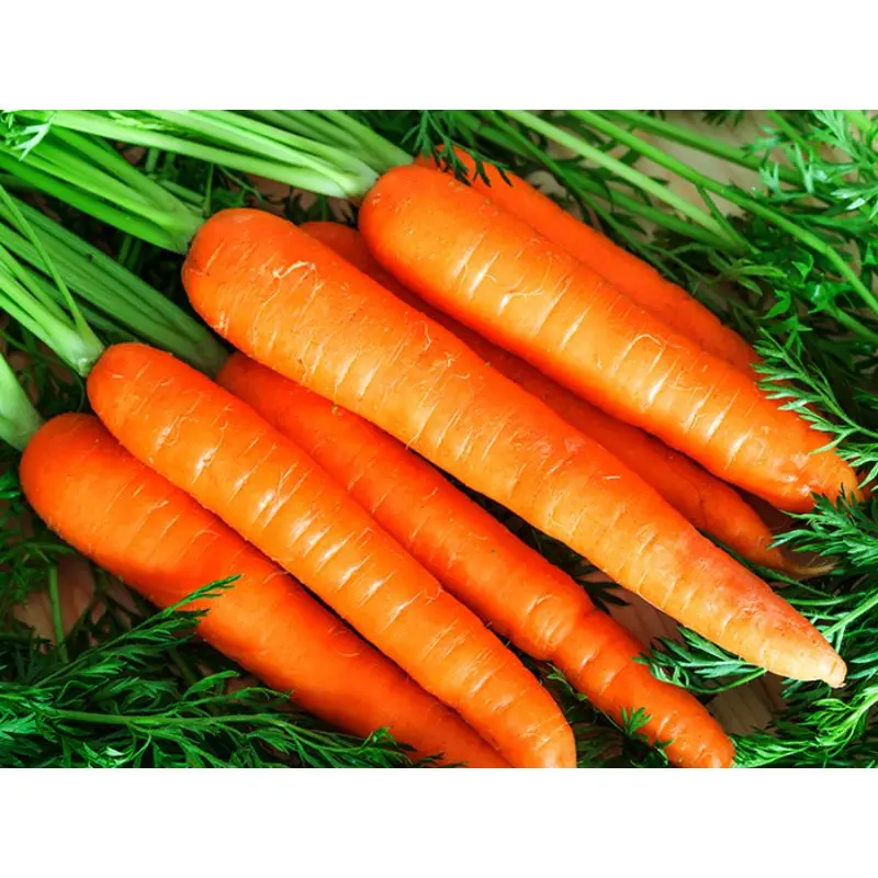 Самая низкая цена на экспорт моркови nantus verity для индийской