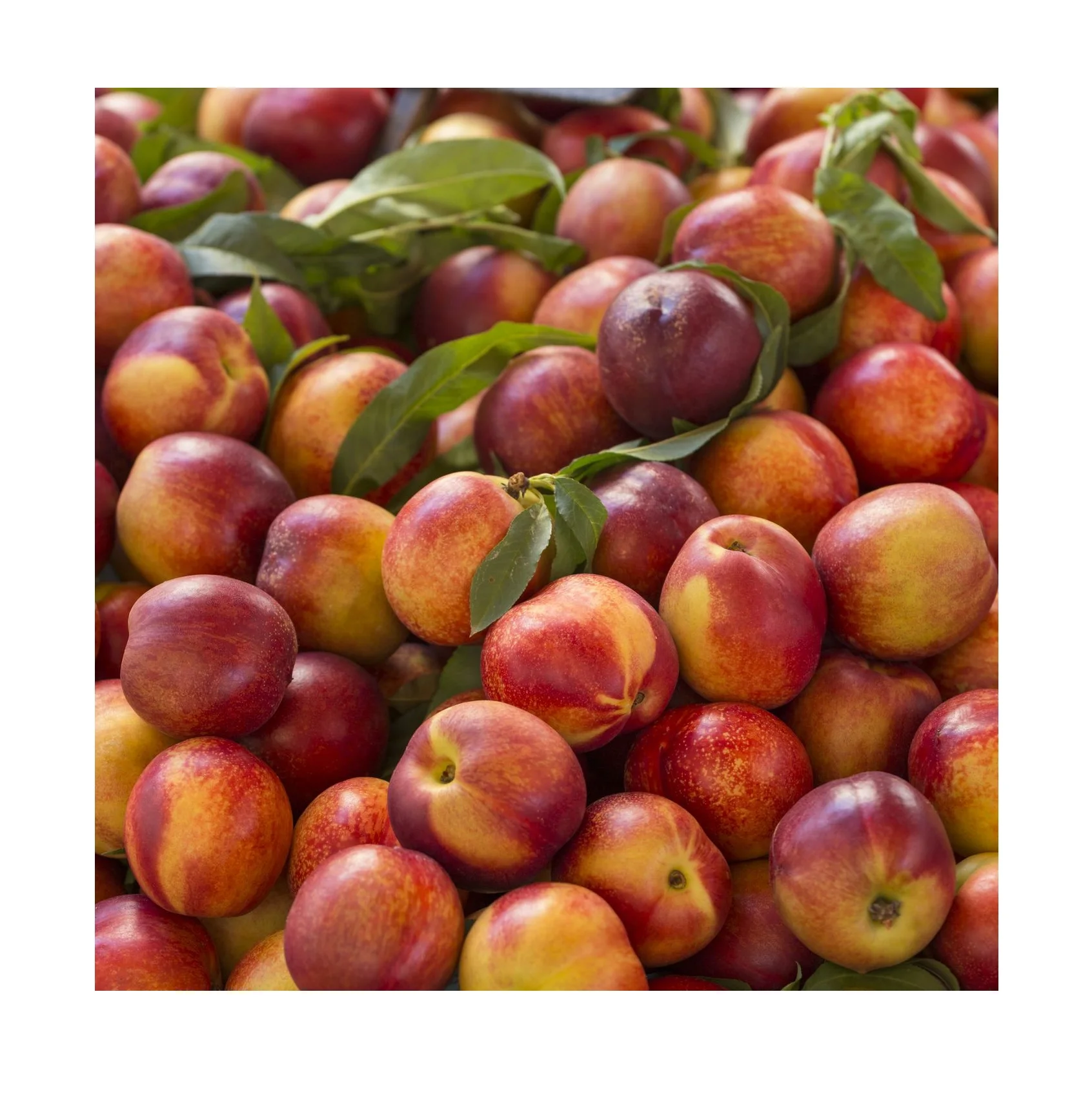 Fresh Fruit Nectarines Buy Online Wholesale Deal Manufacturer Bulk Stock Supplier