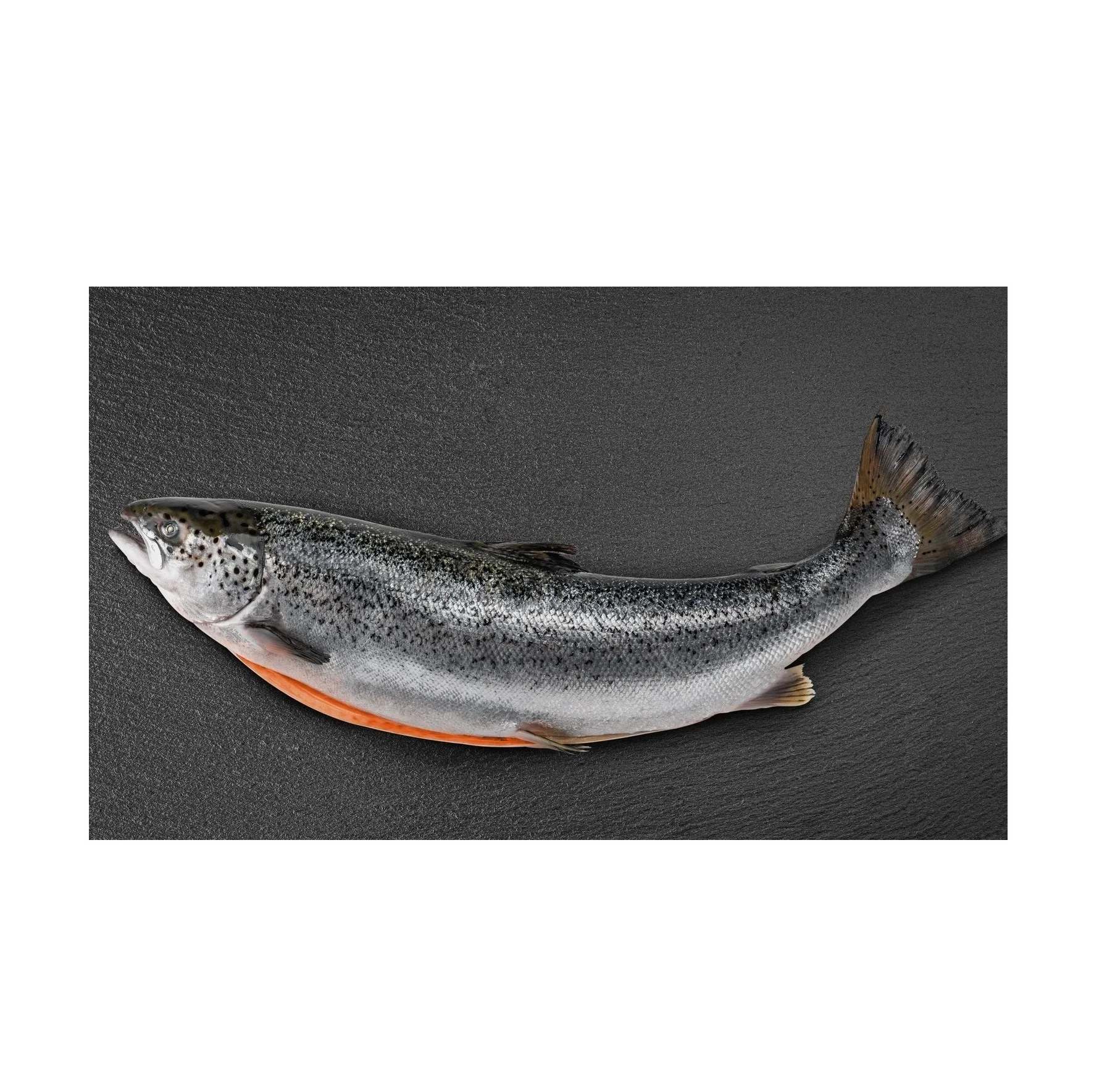 Cheap Price Bulk Sale Top Quality Frozen Salmon Whole Fish wholesale sale From German Supplier