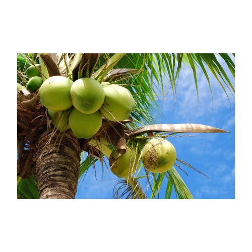 Organic Fresh Young Coconut Wholesales White Tropical Airport OEM Sweet Vietnam Style Packing Bai Pulp Color Weight Eco Pieces