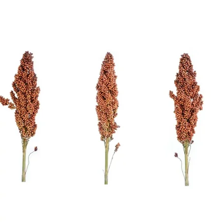 Non GMO High grade Good quality Healthy food Raw bulk grains in bags Organic white sorghum seeds