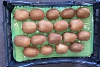 Свежие фрукты Kiwi 90 г в скрипиках и пластиковые картонные коробки турецкий оригинальный оптовая продажа