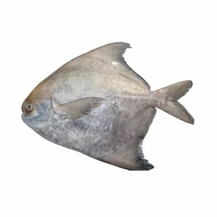 HOT SALES FROZEN FRESH RED POMFRET with cheap price (Wholesale)