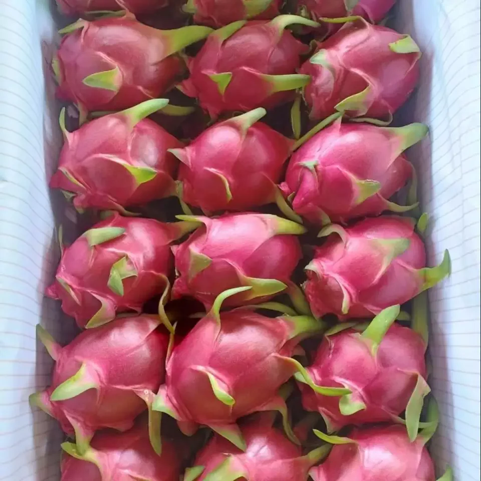 Wholesale 100% Pure Red Pitaya Freeze Dried Dragon Fruit